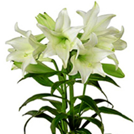 Deluxe Easter Lily