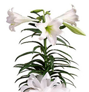 Popular Easter Lily